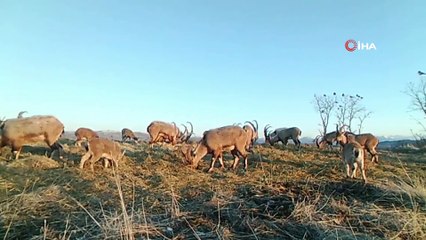 Popülasyonu artan dağ keçileri foto kapanla böyle görüntülendi