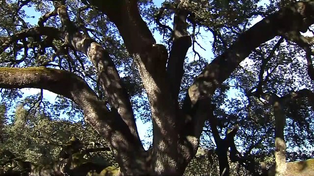 Испанский дуб - победитель конкурса Дерево Европы-2021