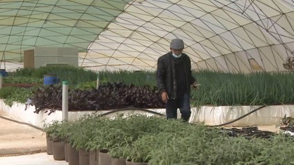 مهندس أردني ينجح في تأسيس أول مزرعة للزراعة الأحيومائية