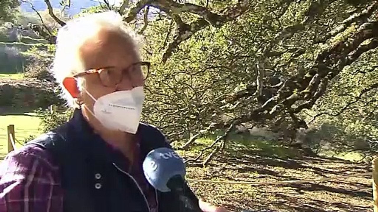 Eine 1000 Jahre alte Steineiche ist 'Europäischer Baum des Jahres'