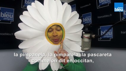 Pascareta - pâquerette (Oc Express)