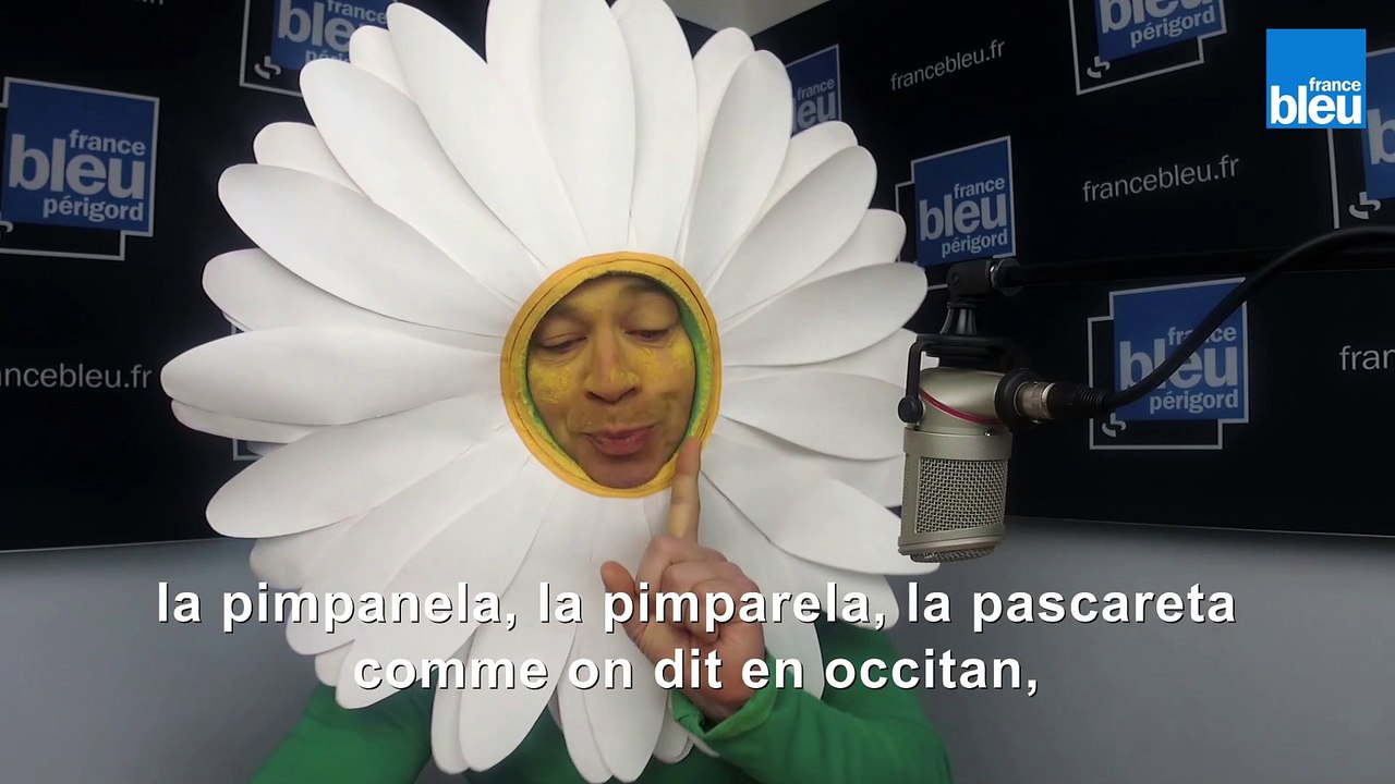Pascareta - pâquerette (Oc Express)