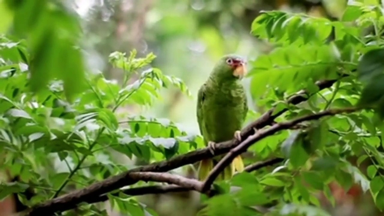 Relaxing music 25 mins- sleep- meditation- insomnia- calming music- spa- yoga- bird chanting