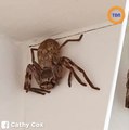 Une énorme araignée Huntsman terrifie une femme après l'avoir repérée dans sa douche !
