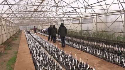 Üretilen ceviz ve badem fidanları, 8 ilde toprakla buluşturulacak
