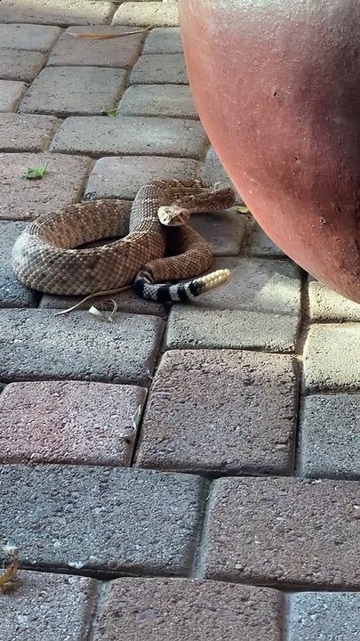 Rattlesnake Right Outside