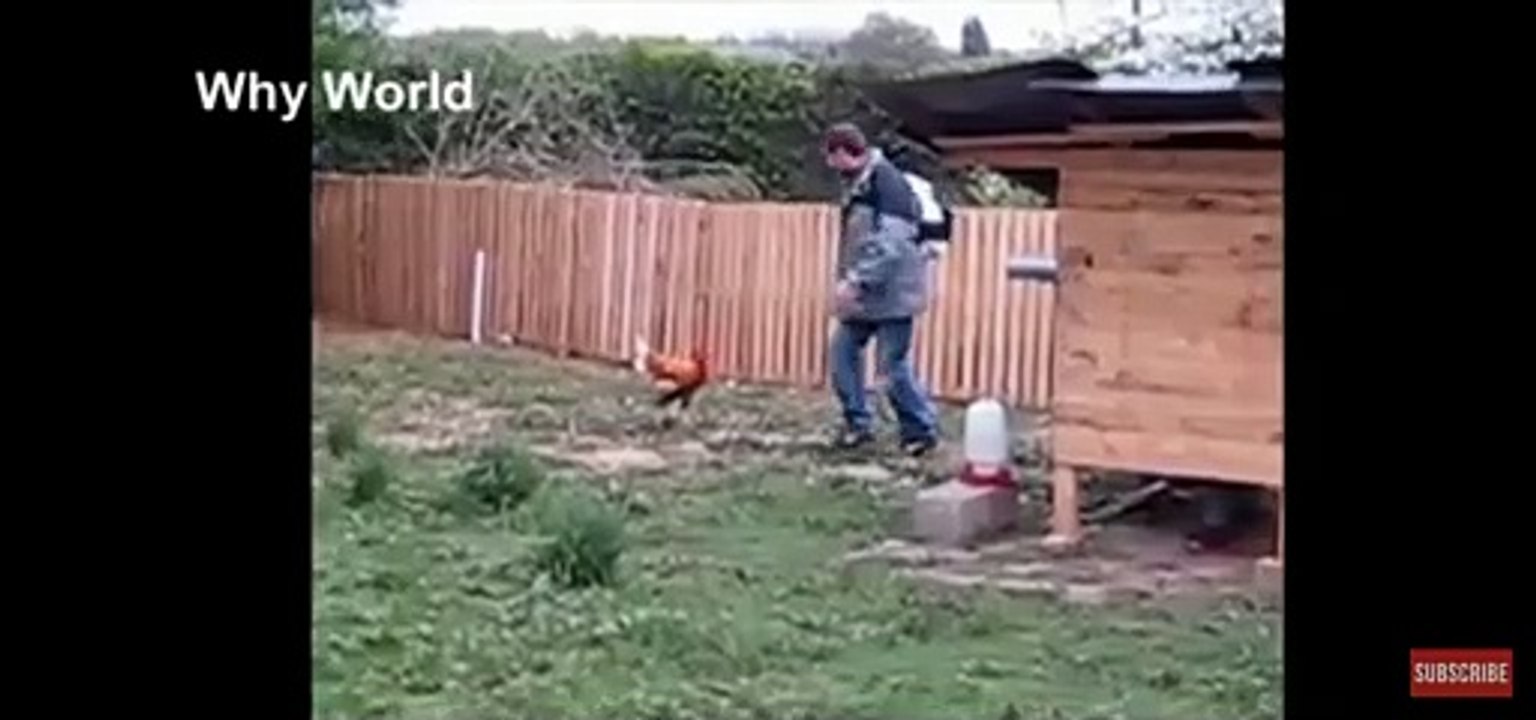 chiken fighter