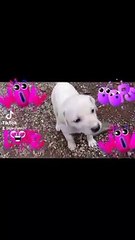 The puppy of my friend