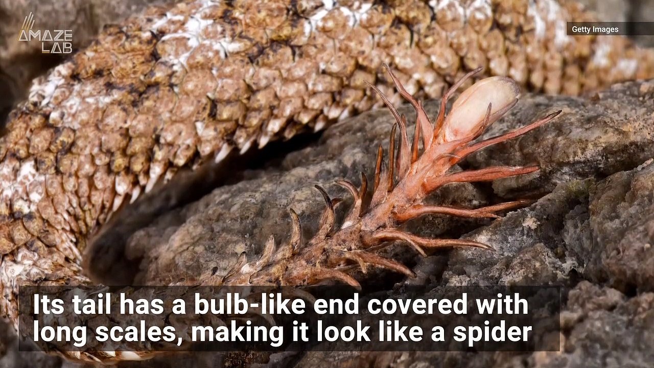 This Terrifying Snake Has a Spider for a Tail!