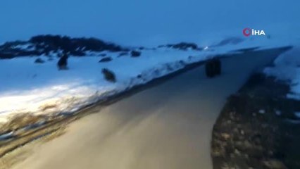 Aç kalan ayılar yola indi