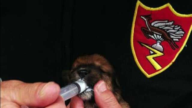 Carabinieri salvano cuccioli abbandonati in uno scatolone forse lanciati da un'auto in corsa