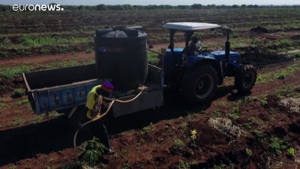 Kenia: Großer Appetit auf Avocados bedroht Lebensraum von Elefanten