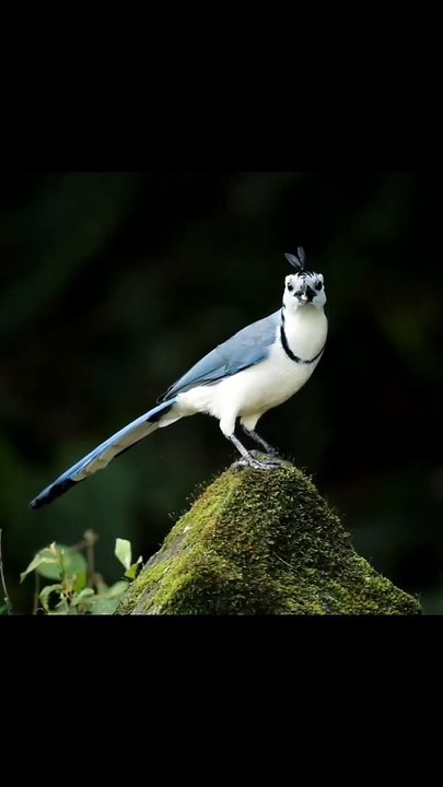 Beautiful bird  video...
