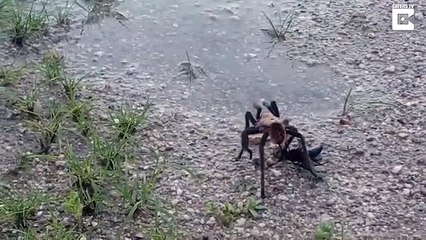 Huge tarantula fights for its life against tiny wasp half its size as death struggle caught on camer