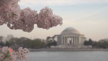 Cherry Blossom Festival Preview