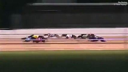 Bizarre moment a DUCK takes out a greyhound moments from the line