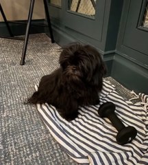 Kelly Ripa and Mark Consuelos Got a New Family Addition