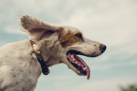 New Study Finds Texas Is the Best State in the Country for Pets