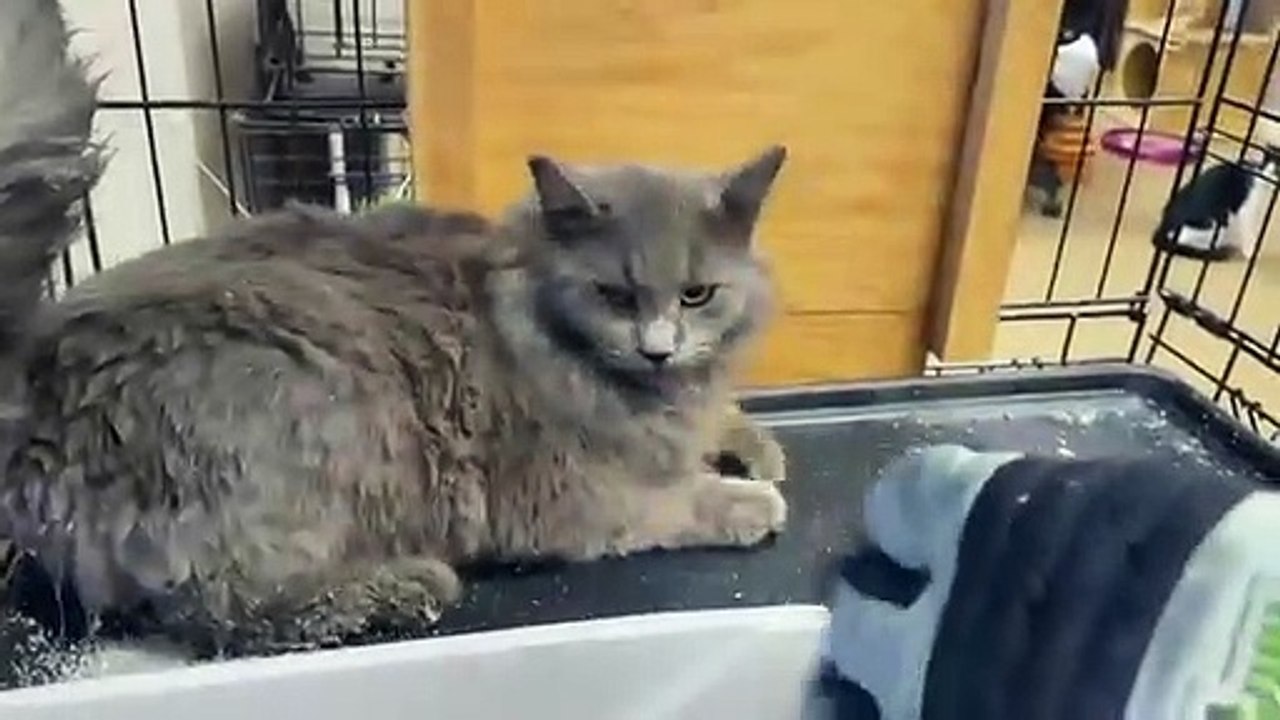 Un chat errant très agressif se transforme en animal calin en quelques jours... émouvant