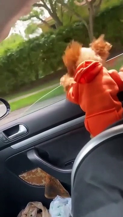 Ne jamais laisser son petit chien à la fenêtre...