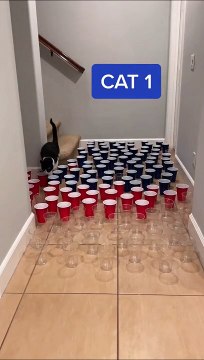 3 chats, des gobelets, 3 ambiances