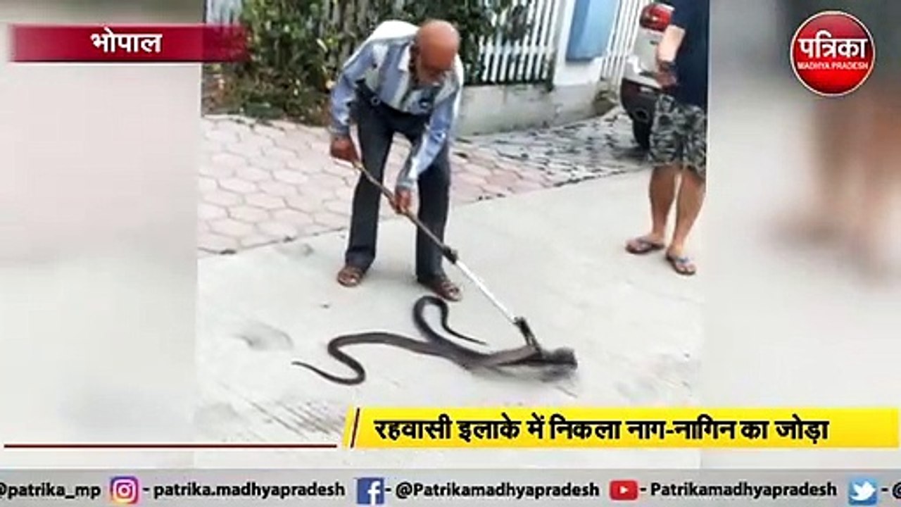 रहवासी इलाके में नजर आया नाग-नागिन का जोड़ा, जि...