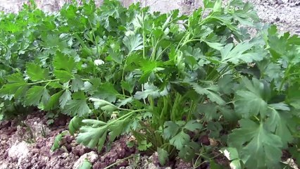 ORDU - Dağıtılan kışlık sebze fidelerinden 2 milyon liralık gelir sağlandı