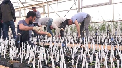 BİNGÖL - Üretilen ceviz ve badem fidanları, 8 ilde toprakla buluşturulacak