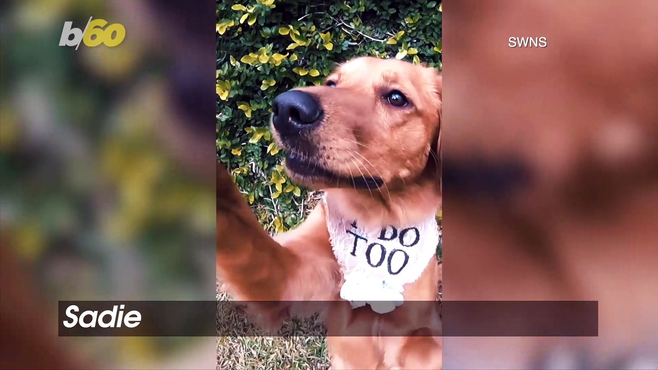 Mutt of Honor! Watch This Funny Ring-Bearing Dog Run Amok at a Couples’ Wedding!