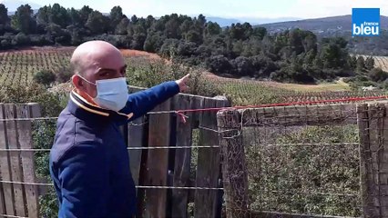 Opération capture de six brebis sauvages qui menacent les vignes d'Estagel