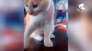 Gatos Graciosos - Los Mejores Videos de Gatos Chistosos