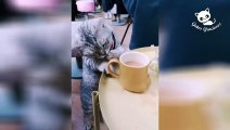 Gatos Graciosos - Videos de Risa de Gatos Chistosos  Nuevo