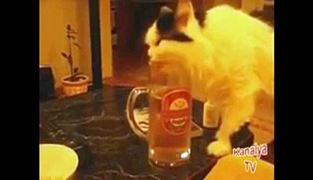 Animales borrachos videos graciosos xD !! (Gatos) - Vídeo Dailymotion