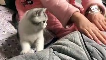Gatos Graciosos - Los Mejores Videos de Gatos Chistosos Bonitos