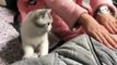 Gatos Graciosos - Los Mejores Videos de Gatos Chistosos Bonitos