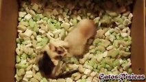 Los Videos más graciosos Gatos jugando con Cajas. Muy Divertido!