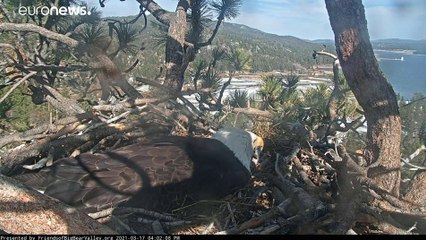 فيديو | زوج من النسور الأمريكية ينتظر ولادة صغيريهما في كاليفورنيا