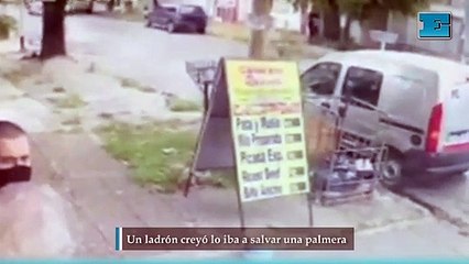 Un ladrón creyó lo iba a salvar una palmera