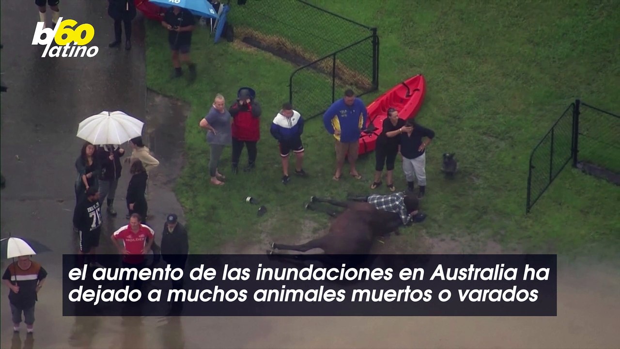 Imágenes Aéreas Muestran a Personas Intentando Rescatar a Un Caballo de Las Inundaciones en Australia