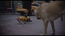 Stray, el documental que capta la vida de los perros callejeros de Estambul