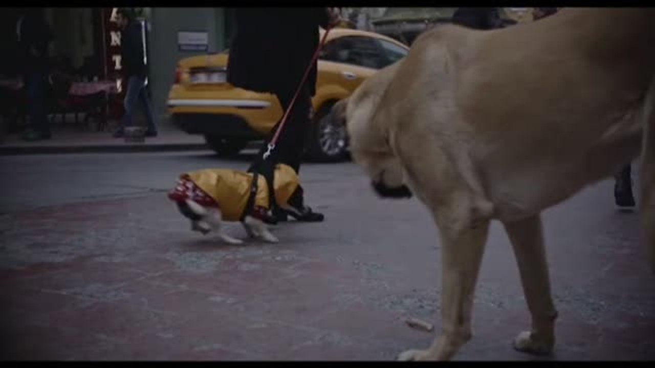 Stray, el documental que capta la vida de los perros callejeros de Estambul