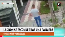 Ladrón se esconde tras una palmera