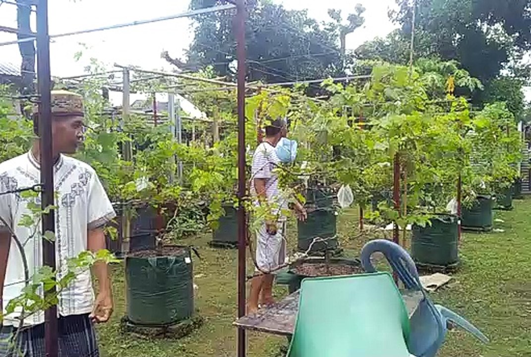 Dusun Prawira Targetkan Jadi Kampung Wisata Anggur