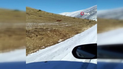 - Yılkı atları amatör kamerayla görüntülendi