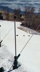 Family of Bears Wander onto Main Street Trail