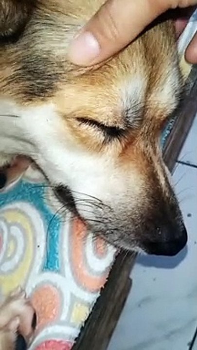 mY pet dog