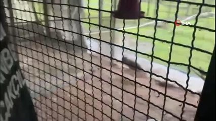 İstanbul'da 'kaçak kuş' operasyonu: 185 canlı hayvan ele geçirildi