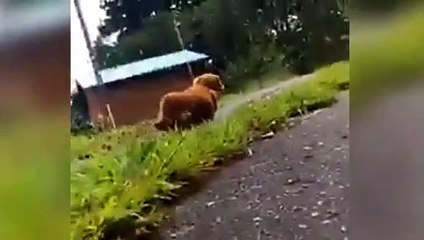 Köpeğin sadakatini ölçmek için bakın ne yaptı!
