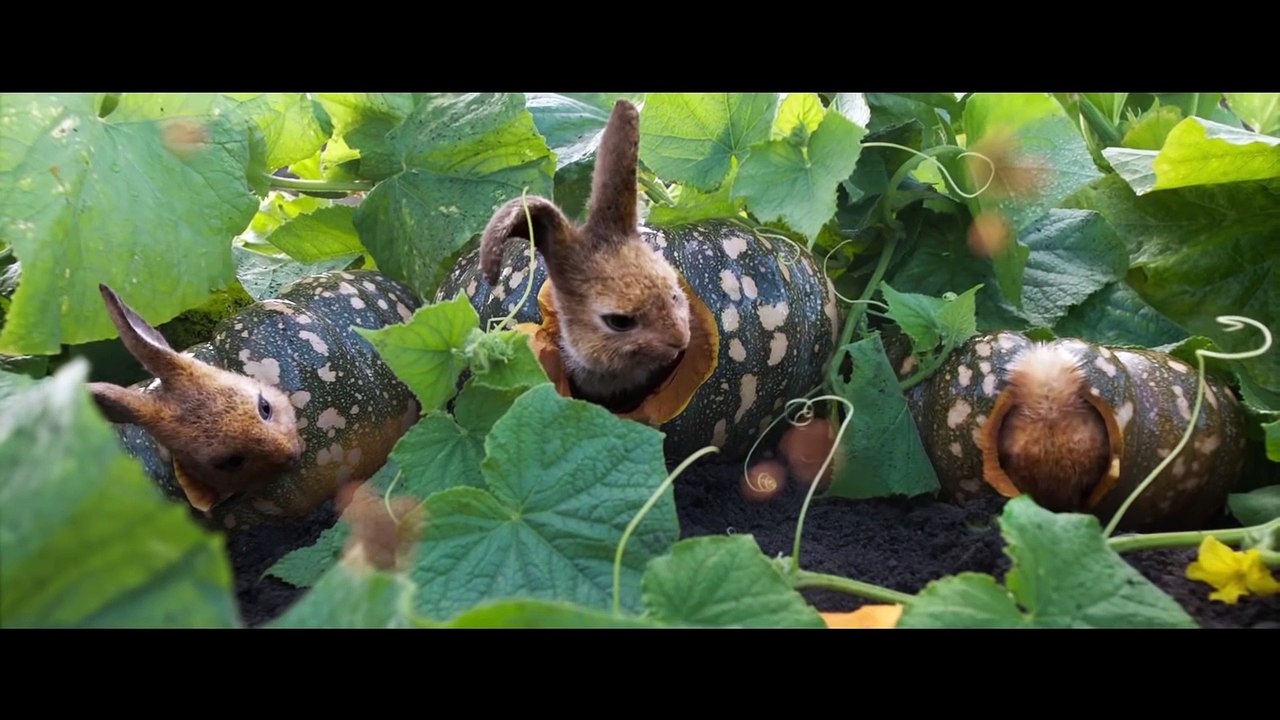 Peter Hase 2 Trailer