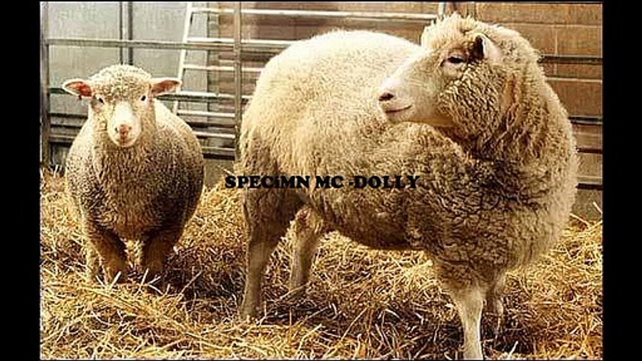 SPECiMN MC - DOLLY